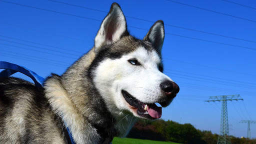 Siberian Husky Wallpapers : backgrounds hd screenshot 22