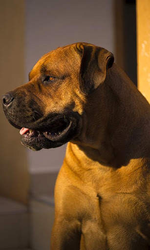 Mastiff Wallpaper screenshot 2