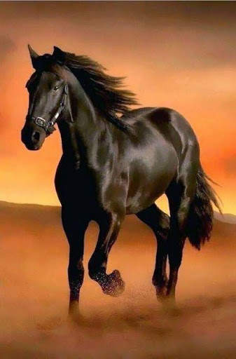 Horse  live wallpaper screenshot 1