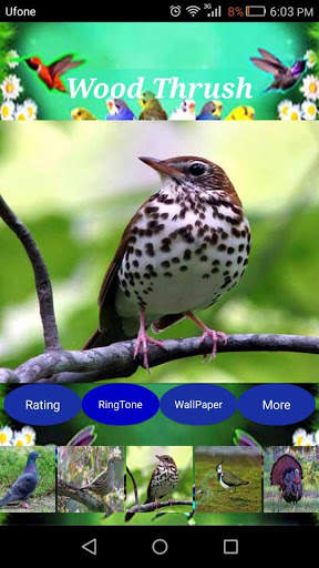 Sweet Bird Sounds Real screenshot 5