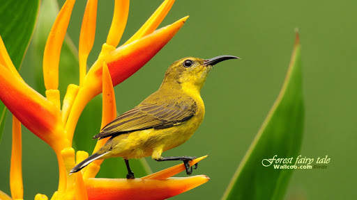Birds Wallpapers HD 2020-2021 स्क्रीनशॉट 8