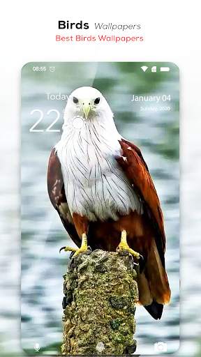 🦅 Birds Wallpaper HD स्क्रीनशॉट 1