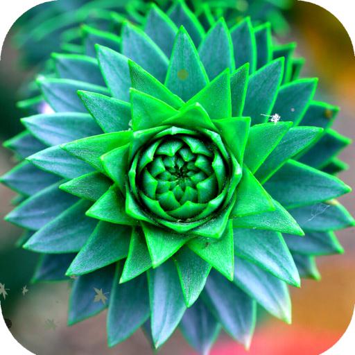 Macro Wallpaper HD icon