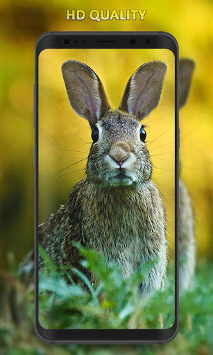 Rabbit Wallpaper screenshot 1