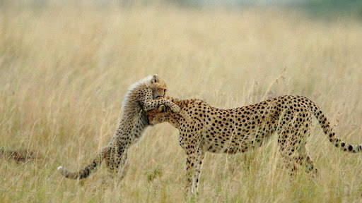 Cheetah Wallpapers : backgrounds hd screenshot 10