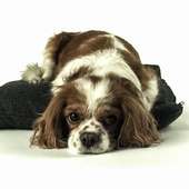 Dog Live Wallpaper HD on 9Apps
