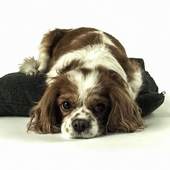 Dog Live Wallpaper HD 4.0