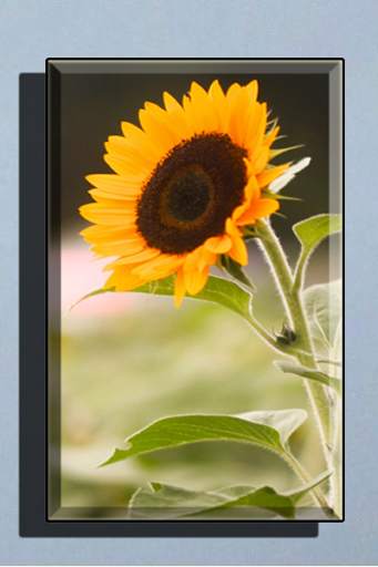 Sunflower Wallpaper HD full offline screenshot 1
