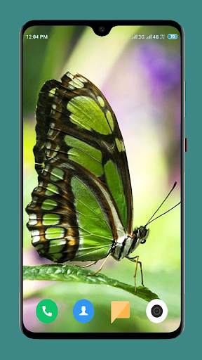 Butterfly Wallpaper 4K screenshot 7