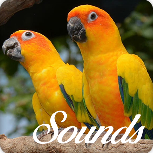 Sun Conure Bird Song Sounds and Ringtone icon