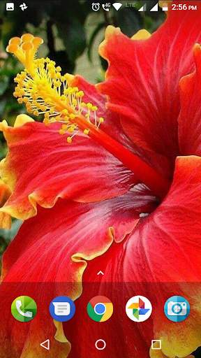 Hibiscus Flower Wallpaper Hd screenshot 1