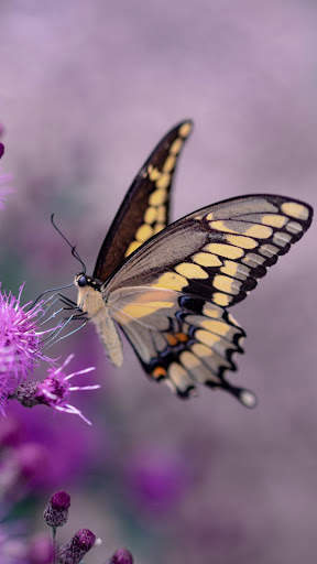 Butterfly Wallpapers HD & 4k Backgrounds screenshot 1
