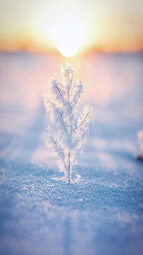 Winter Wallpapers screenshot 1