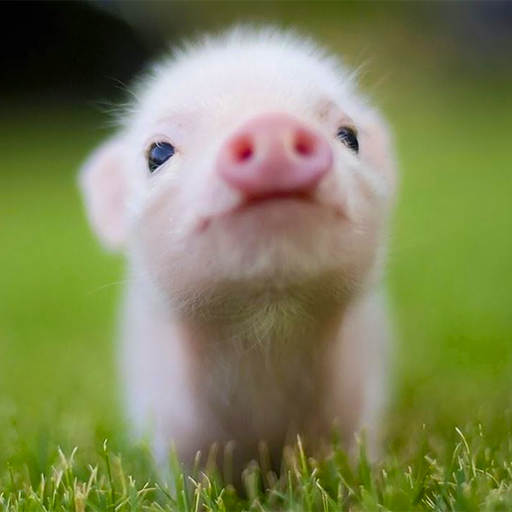 Mini Pig Wallpapers 3.21.minipig