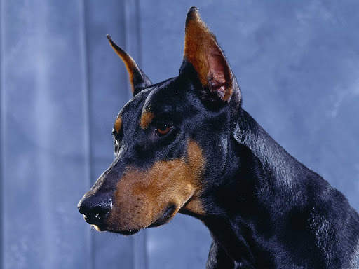 Doberman Wallpaper: backgrounds hd screenshot 11