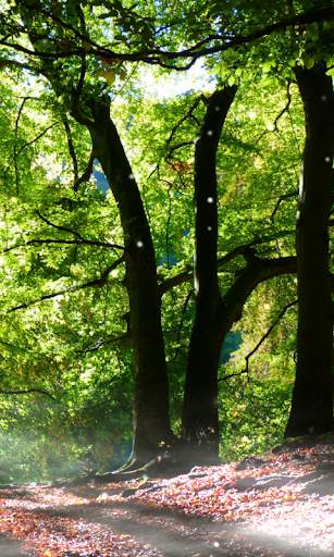 Foresta sfondo screenshot 3