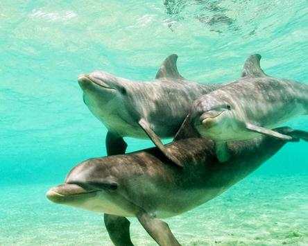 Dolphins Wallpapers screenshot 1