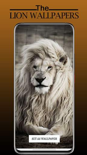Lion Wallpaper Full HD - Sher Ka Photo Wallpaper screenshot 3