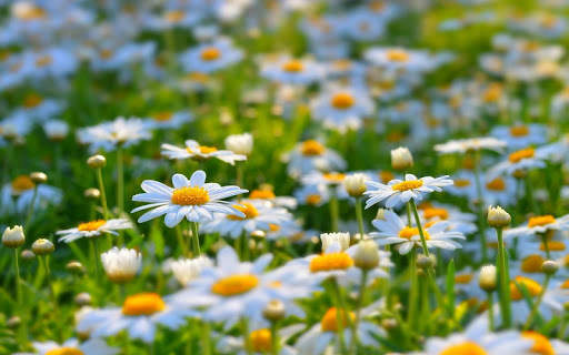 Flowers Live Wallpaper screenshot 14