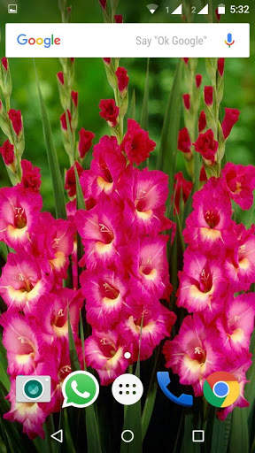 Gladiolus Flower HD Wallpaper screenshot 2