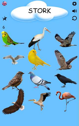 Birds - Learning Birds स्क्रीनशॉट 7