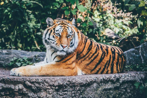 Wild animals wallpapers screenshot 7