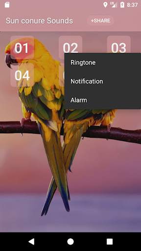 Sun conure bird sounds screenshot 2