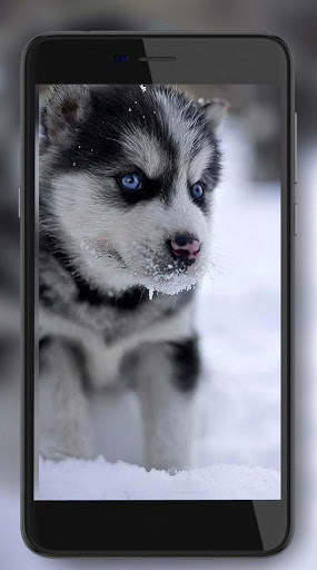 Husky Puppy Live Wallpaper screenshot 2