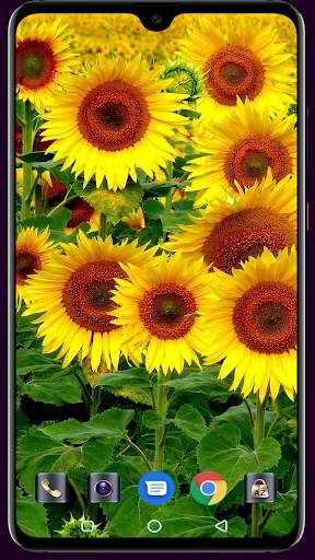 Sunflower Wallpaper 4K Latest स्क्रीनशॉट 14