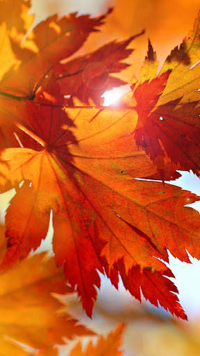 Leaf Full HD Wallpaper screenshot 15