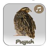 Masteran Isian Burung Puyuh 3.1