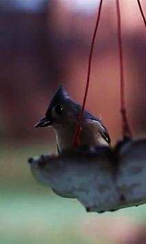 Bird Live wallpaper screenshot 1