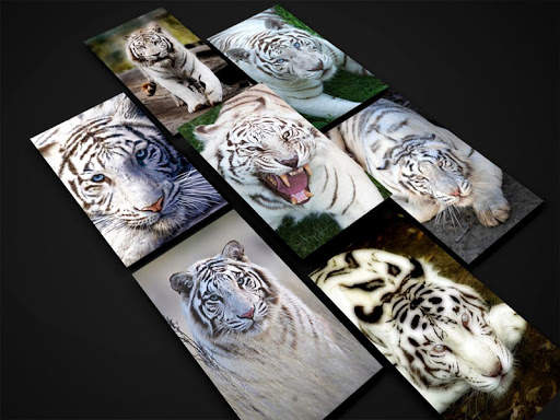 White Tiger Wallpaper HD screenshot 10