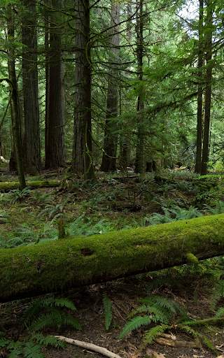 Forest Live Wallpaper HD screenshot 10