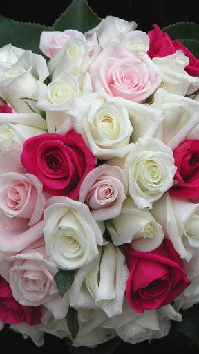 White Rose Wallpapers screenshot 4