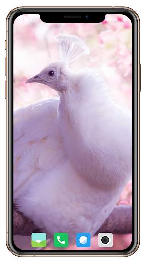 Peacock HD Wallpaper screenshot 12