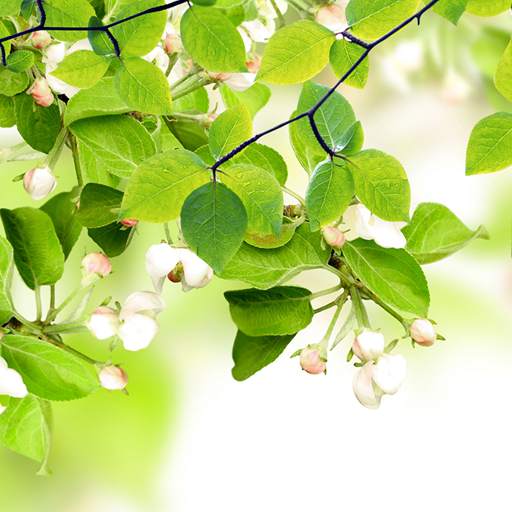 Leaf Live Wallpaper 1.0.8