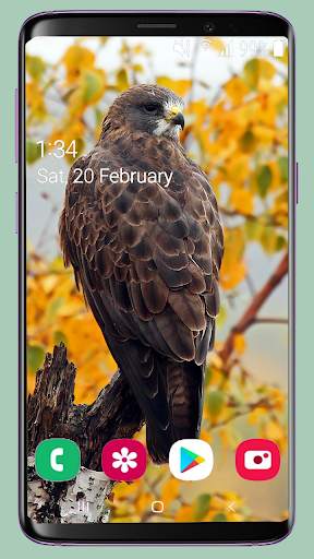 Bird Wallpaper New 4K screenshot 10