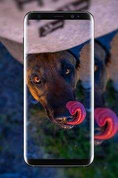 Malinois Wallpaper : Belgian Malinois 2020 screenshot 3