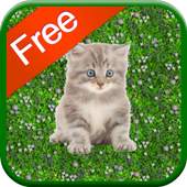 Kitten Games for Girls - Free 1.0