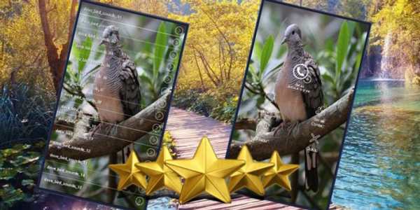 Zebra Dove Bird Sound : Zebra Dove Song screenshot 1