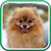 Imagenes de Pomerania: Tipos, Husky y Fotos HD logo
