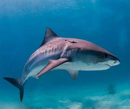 Shark Live Wallpaper screenshot 2