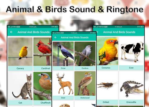 Animals & Birds Sound & Ringtone 2019 screenshot 3