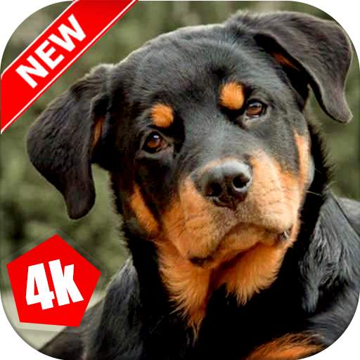Rottweiler Wallpaper: Dog Wallpapers 2.0