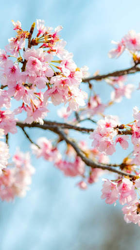 Spring Wallpapers : backgrounds hd screenshot 2