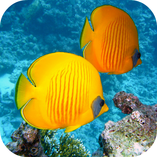 Fish Wallpapers icon