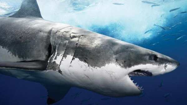 Shark Live Wallpaper screenshot 3