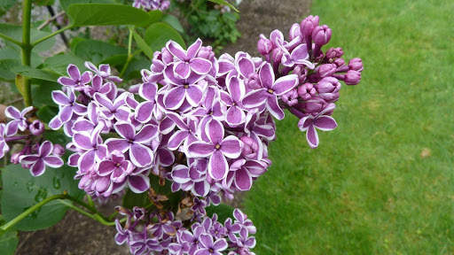 Lilac Flowers Live Wallpaper (Backgrounds) screenshot 4