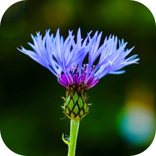 Blur Image - DSLR focus effect иконка